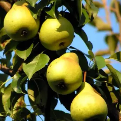 Груша НЕЖНОСТЬ колонновидная	 в Сморгони
