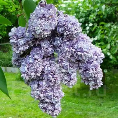 Сирень АМИ ШОТТ в Сморгони