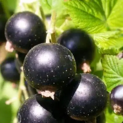 Смородина черная ЧЕРНООКАЯ в Сморгони