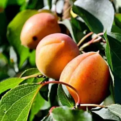 Абрикос БАЙ в Сморгони