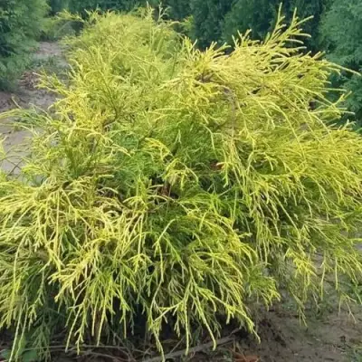 Кипарисовик ФИЛИФЕРА АУРЕА горохоплодный в Сморгони