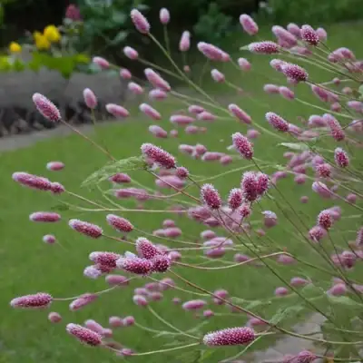 Кровохлебка РОК ЭНД РОЛЛ в Сморгони