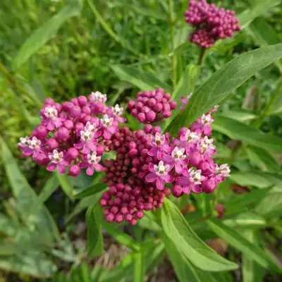 Ваточник МЯСО-КРАСНЫЙ в Сморгони