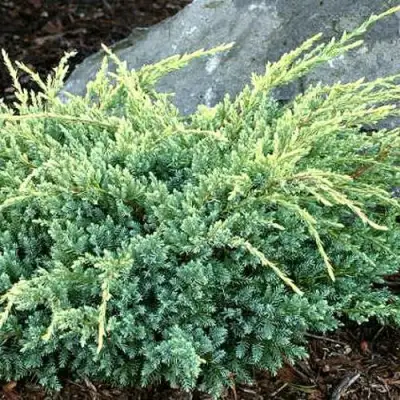 Можжевельник ХОЛГЕР чешуйчатый в Сморгони