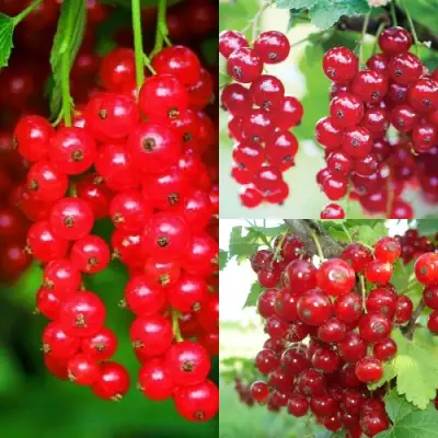 Комплект КРАСНЫЙ УРОЖАЙ в Сморгони