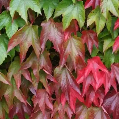 Девичий виноград тройчатый ВИЧИ в Сморгони