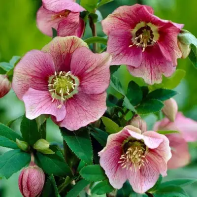 Морозник ВОСТОЧНЫЙ в Сморгони