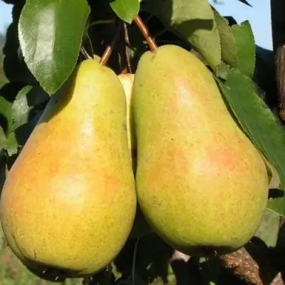 саженцы груши Чижовская