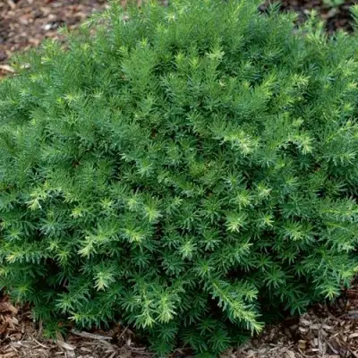 Тис ХИКСИ средний в Сморгони