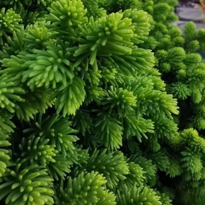 Ель ЛИТЛ ДЖЕМ обыкновенная в Сморгони