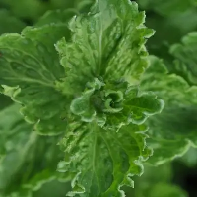 Мята КРИСПА в Сморгони