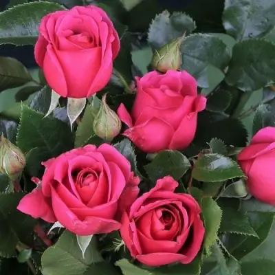 Роза ЛАВ ЛЕТТЕР флорибунда в Сморгони