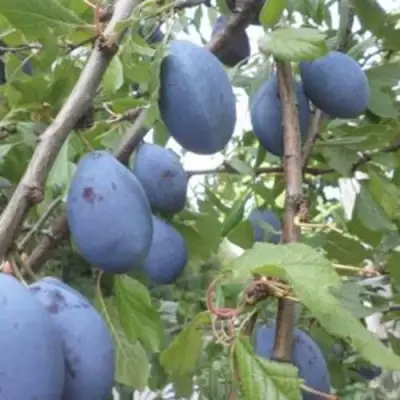 Слива ГИЛЬБЕРТ в Сморгони