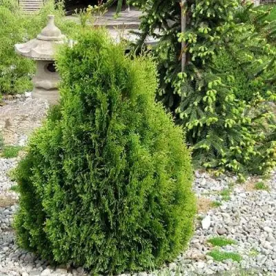 Туя МИКИ западная в Сморгони