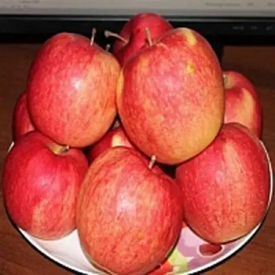 Яблоня ЛИГОЛ в Сморгони