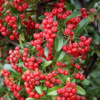 Пираканта РЕД КУИШОН в Сморгони