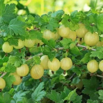 Крыжовник БЕРИЛЛ в Сморгони