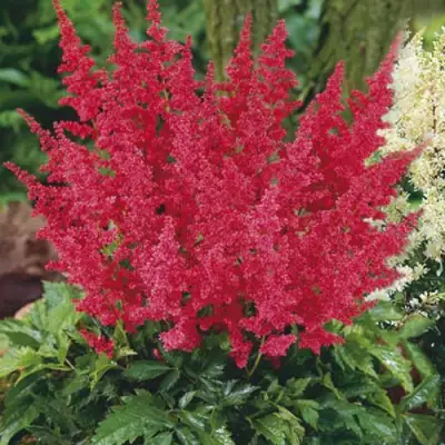 Астильба МОНТГОМЕРИ японская в Сморгони