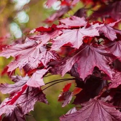 Клен РОЯЛ РЕД остролистный в Сморгони