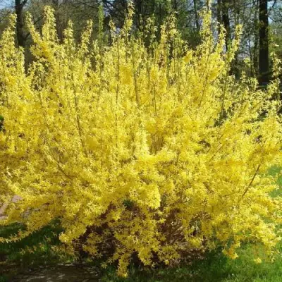 Форзиция ФОРЧУНА в Сморгони