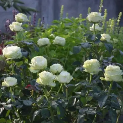 Роза ВАКАНА японская в Сморгони