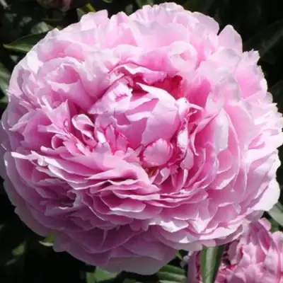 Пион ША-ЛА травянистый в Сморгони