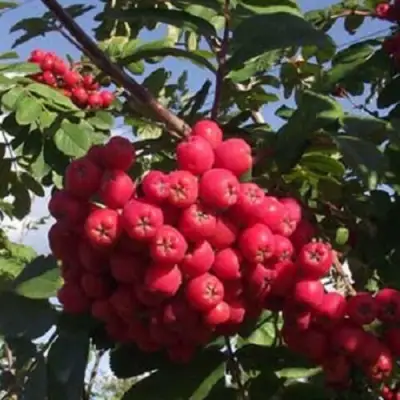 Рябина МОРАВСКАЯ сладкоплодная в Сморгони