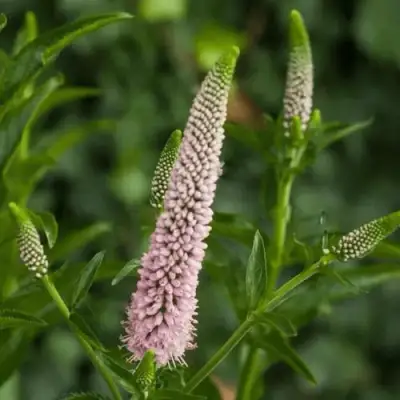 Вероника ФЕСТ ЧОЙС длиннолистная в Сморгони