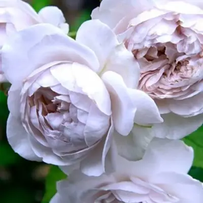 Роза ГРИЗЕЛИС шраб в Сморгони