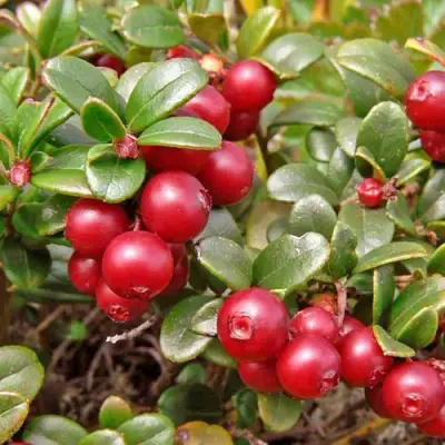 Брусника садовая АМЕРЛАНД в Сморгони