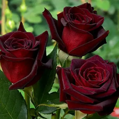 Роза ЧЕРНАЯ МАГИЯ чайно-гибридная в Сморгони