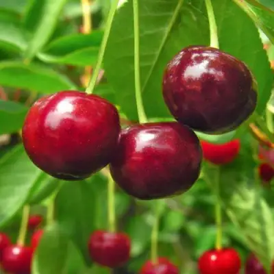 Вишня УЙФЕХЕРТОЙ ФЮРТОШ в Сморгони