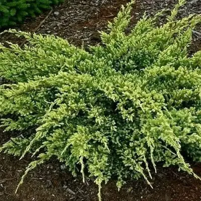 Можжевельник ДРИМ ДЖОЙ чешуйчатый в Сморгони