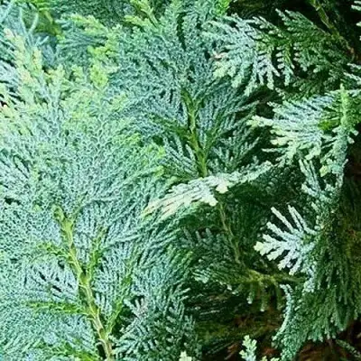 Кипарисовик КОЛУМНАРИС лавсона в Сморгони