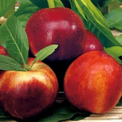 Нектарин СТАРК РЕД ГОЛД в Сморгони