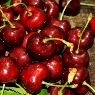 Черешня САММИТ в Сморгони