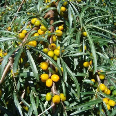 Облепиха ЖЕЛТОПЛОДНАЯ в Сморгони