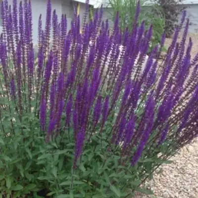 Шалфей КАРАДОНА в Сморгони