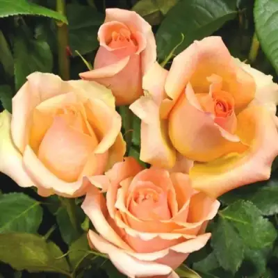 Роза ВЕРСИЛИЯ чайно-гибридная в Сморгони