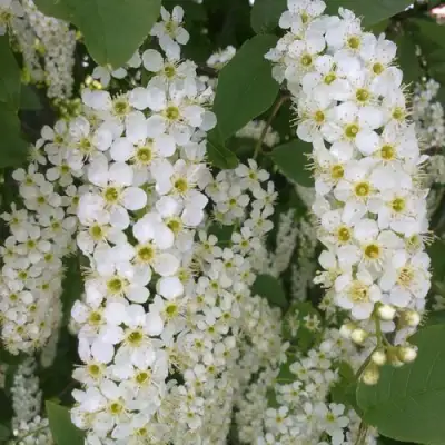 Черемуха САМОПЛОДНАЯ в Сморгони