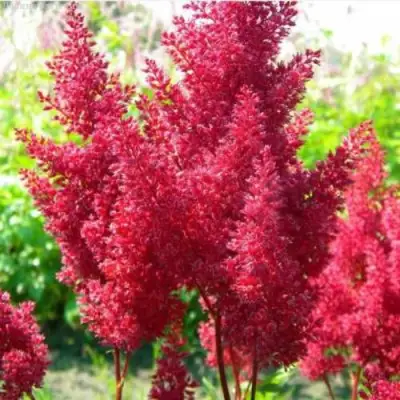 Астильба СКАЙСКРЕЙПЕР китайская в Сморгони