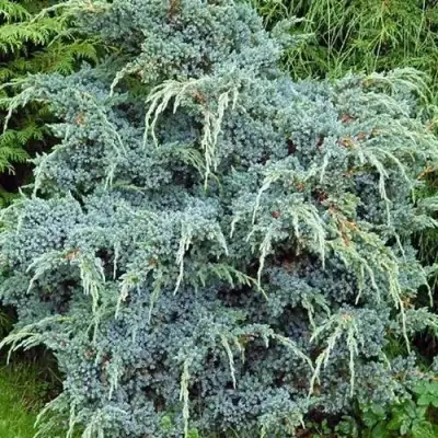 Можжевельник БЛЮ АЛЬПС китайский  в Сморгони