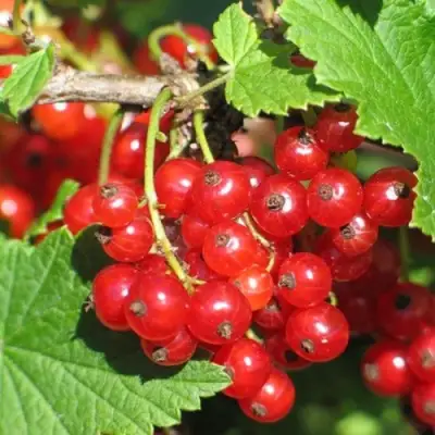 Смородина красная РАЧКОВСКАЯ в Сморгони