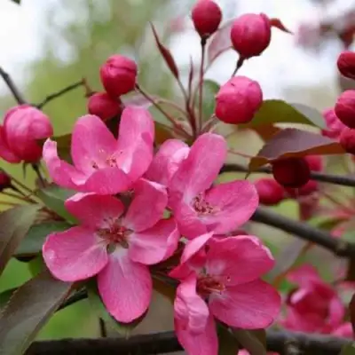 Яблоня РУДОЛЬФ декоративная  в Сморгони
