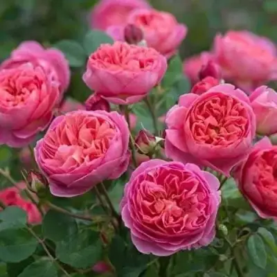 Роза БЕНДЖАМИН БРИТТЕН шраб в Сморгони