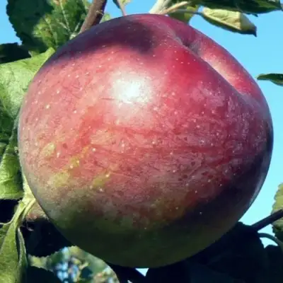 Яблоня АЛЕСЯ в Сморгони