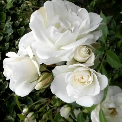 Роза АЙСБЕРГ флорибунда в Сморгони