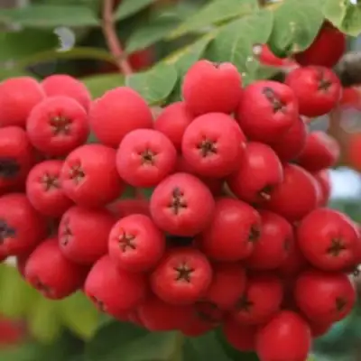 Рябина АЛАЯ КРУПНАЯ сладкоплодная в Сморгони