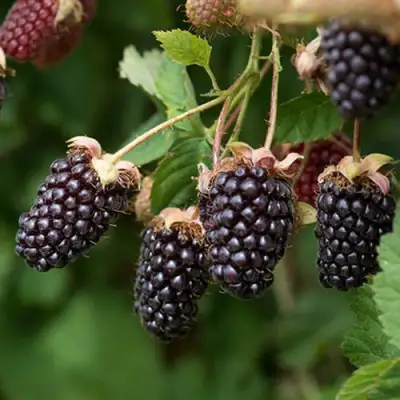Ежемалина БОЙСЕНБЕРРИ в Сморгони
