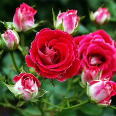 Роза ШОНЕ КОБЛЕНЦЕРИН флорибунда в Сморгони